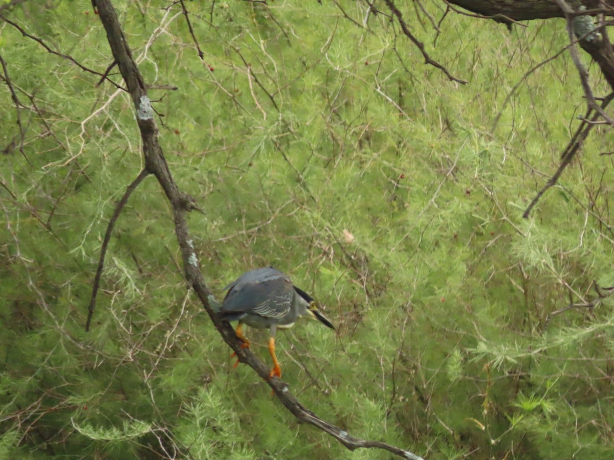 Striated Heron - Lloyd Nelson