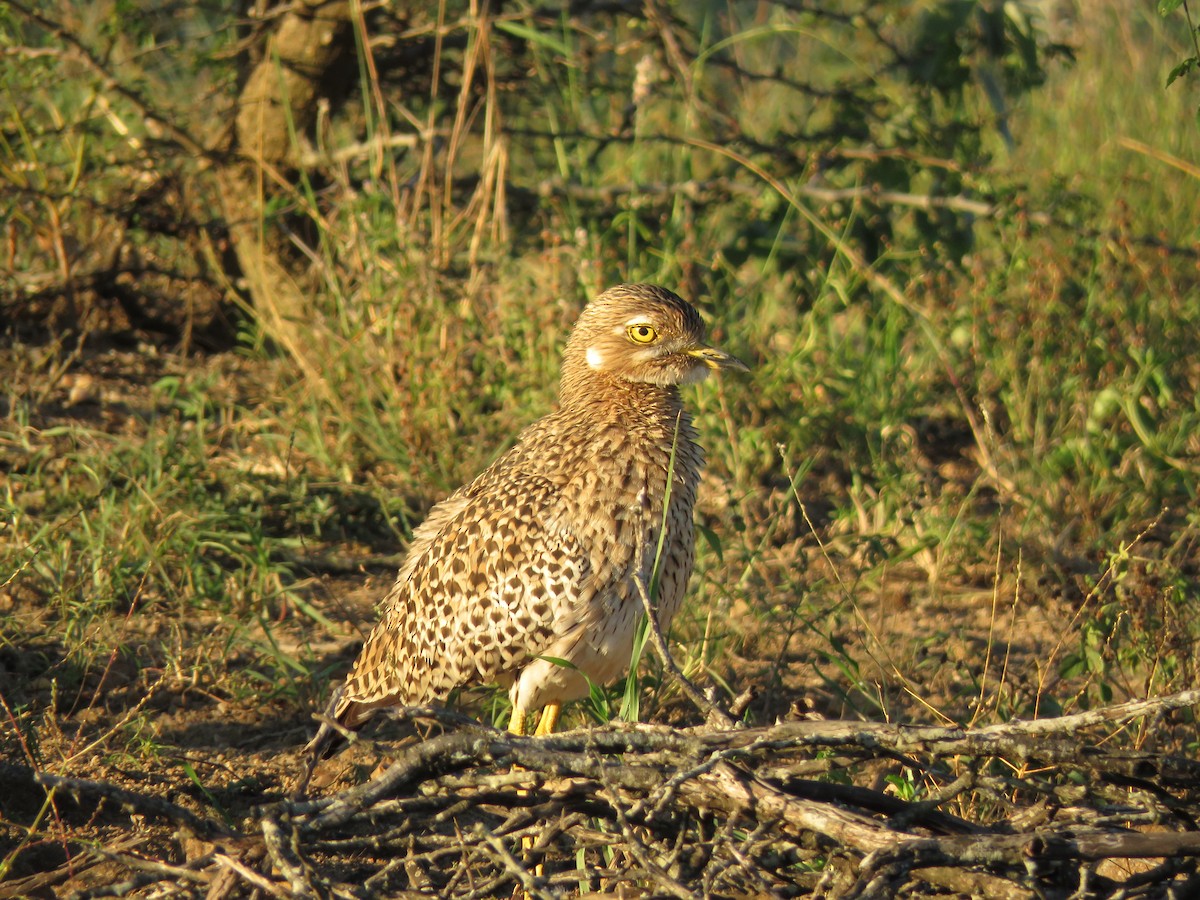 Spotted Thick-knee - ML404021741