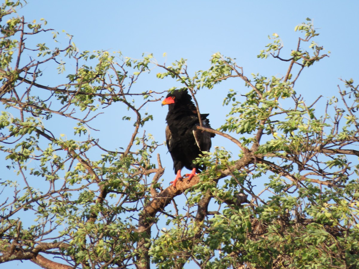 Bateleur des savanes - ML404025901