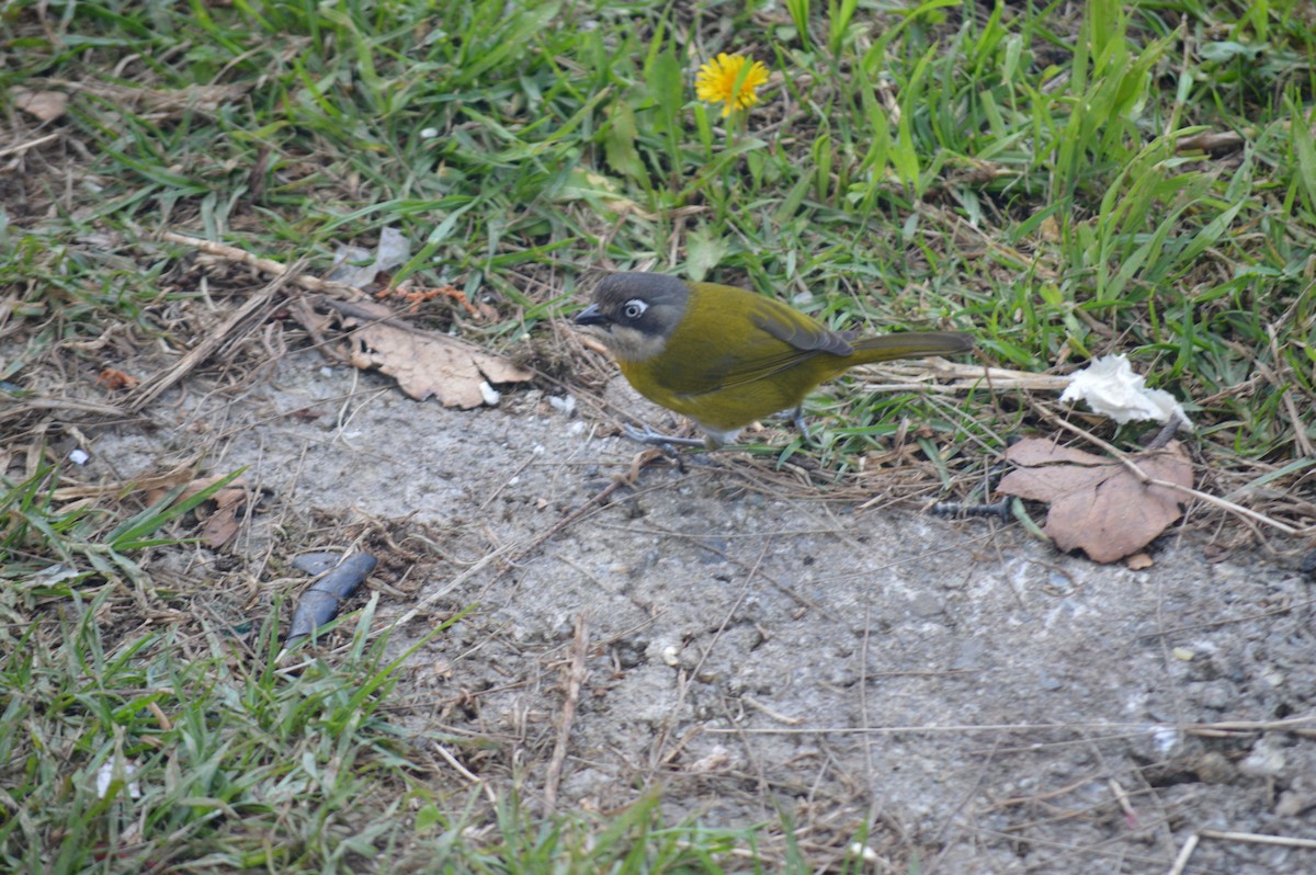 busktanagarspurv (venezuelanus gr.) - ML404028511