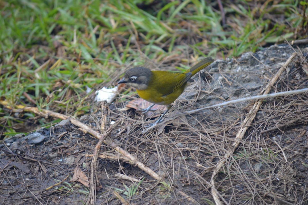 Clorospingo Común (grupo venezuelanus) - ML404028521