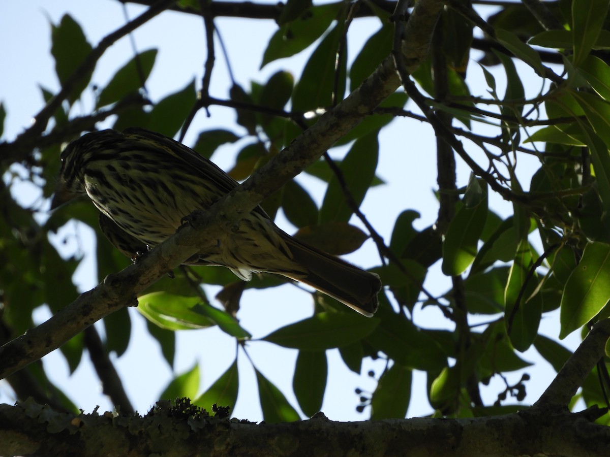 Streaked Flycatcher - Silvia Enggist