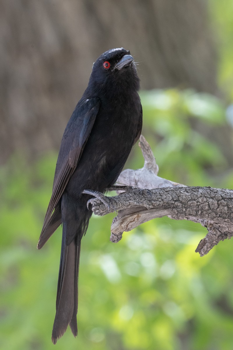 Fork-tailed Drongo - ML404031951
