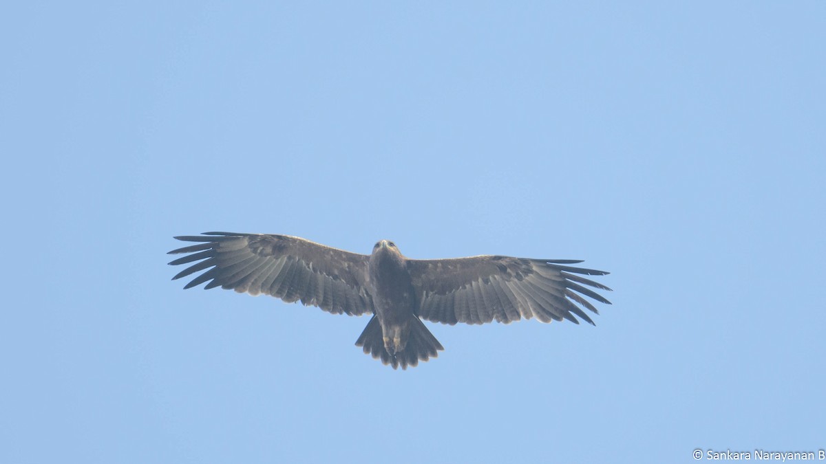 Indian Spotted Eagle - ML404032111