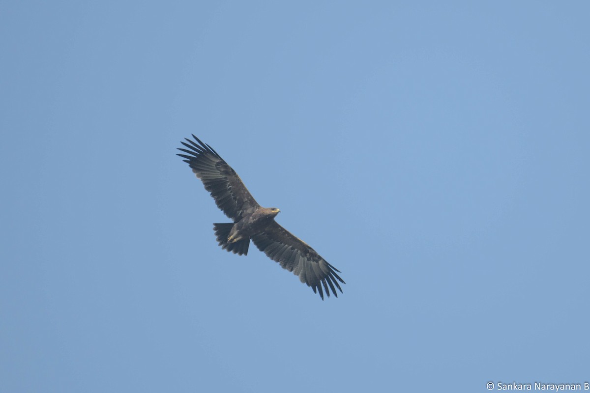 Indian Spotted Eagle - ML404032121
