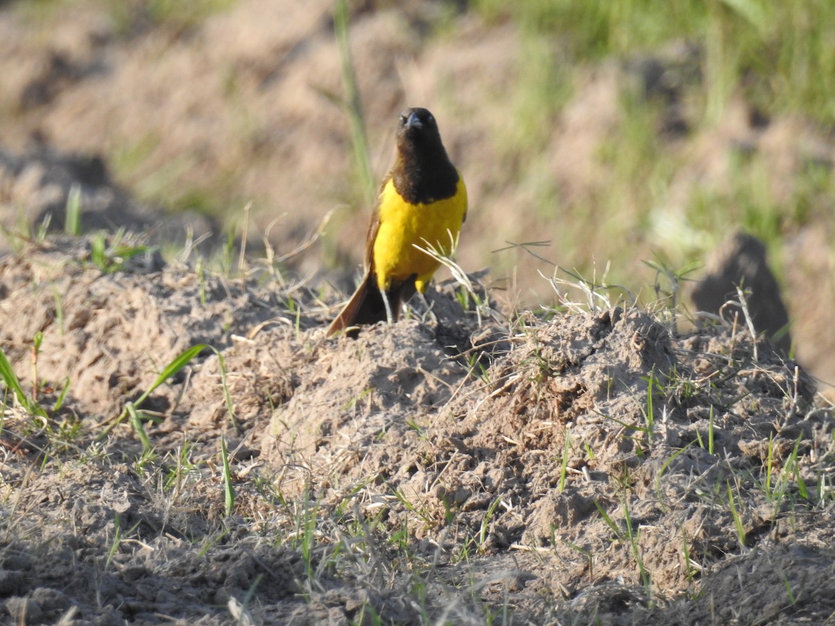 Yellow-rumped Marshbird - ML40403271