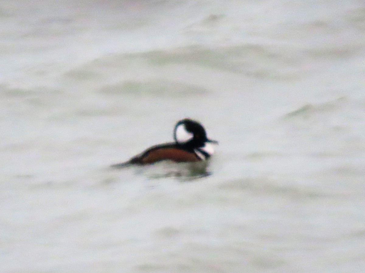 Hooded Merganser - ML404034811