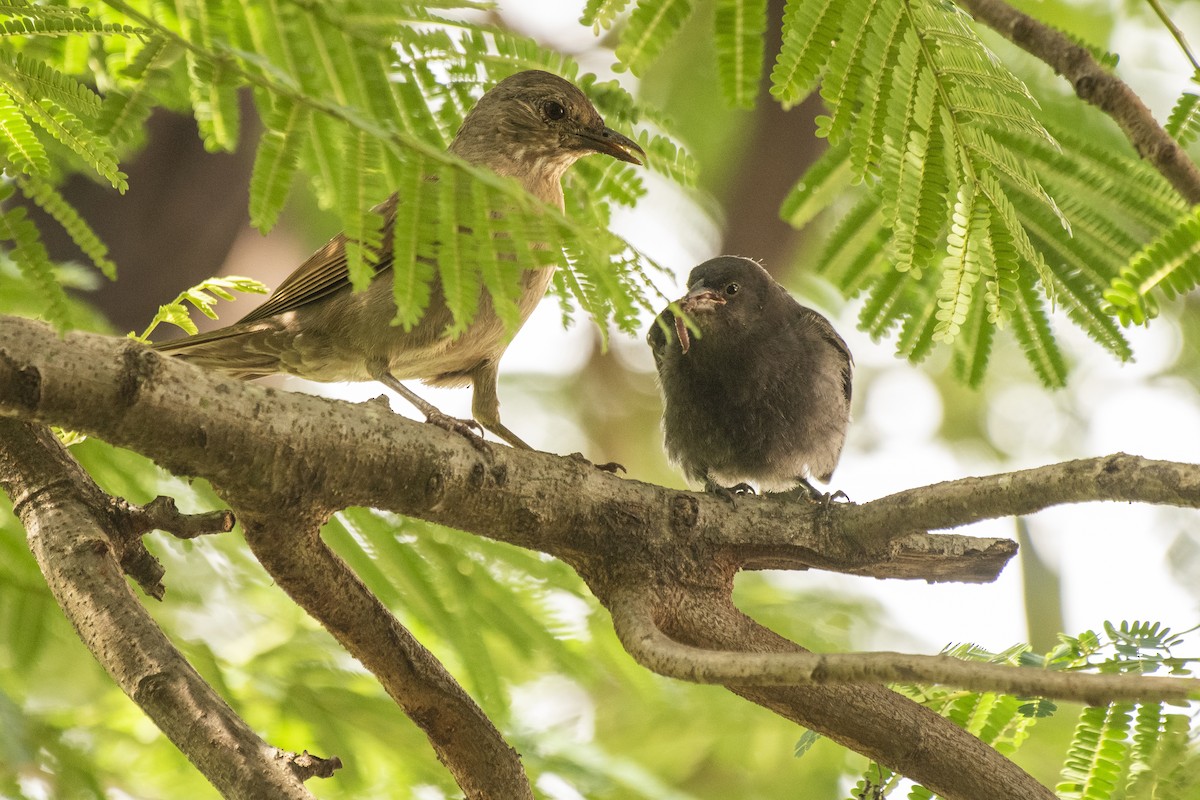 Shiny Cowbird - ML404040081