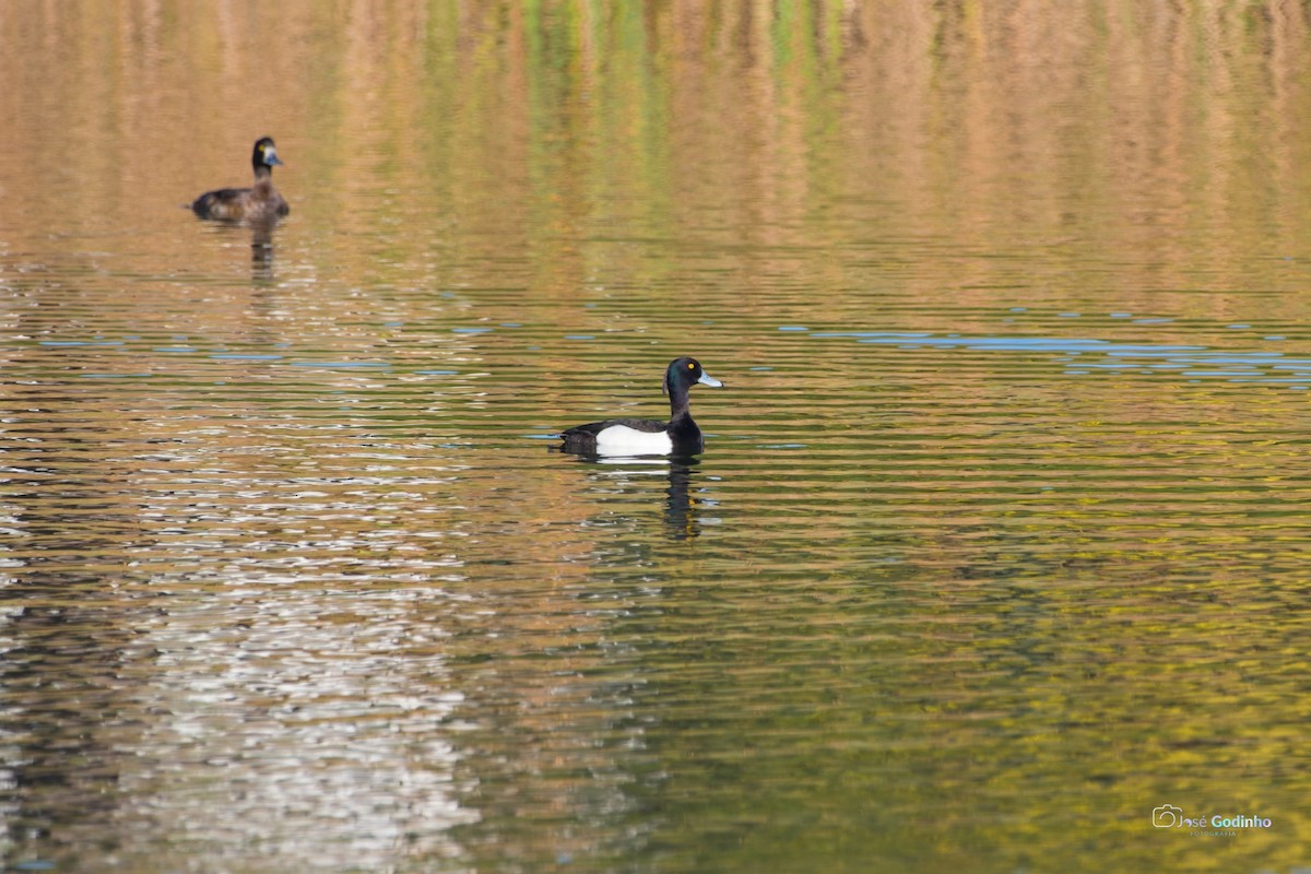 Tufted Duck - ML404040091
