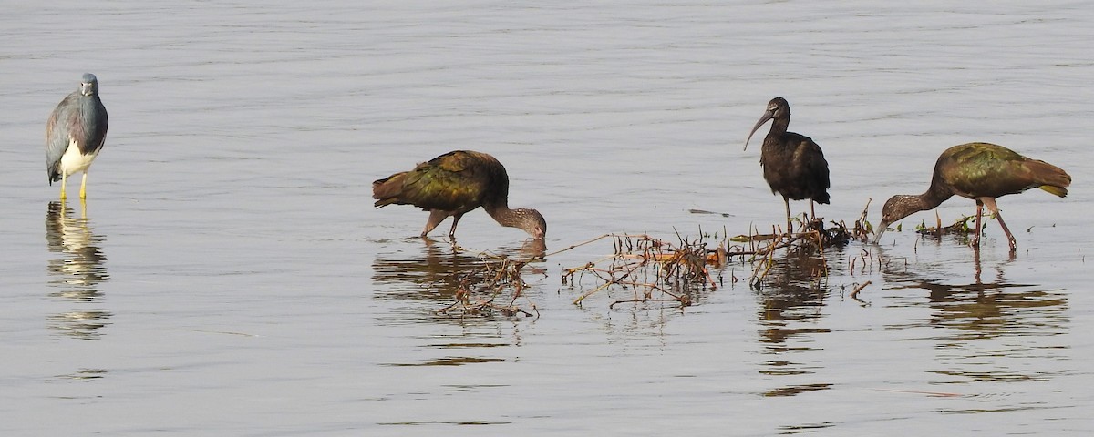 White-faced Ibis - ML404041731