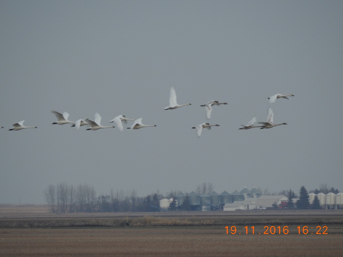 Tundra Swan - ML40404221