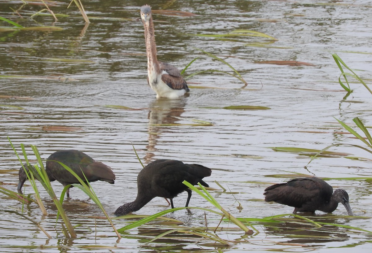 White-faced Ibis - ML404042261