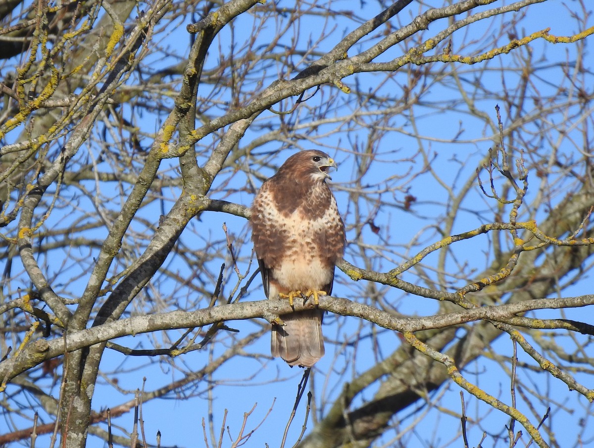 káně lesní - ML404042781