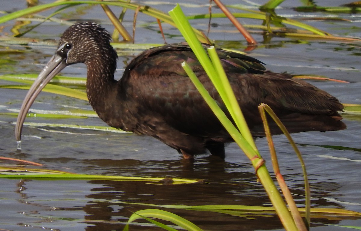 Glossy Ibis - Eric Haskell