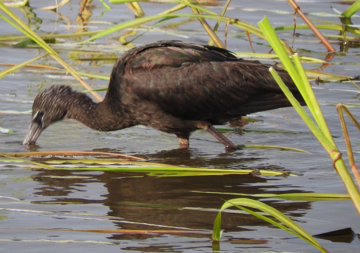 Glossy Ibis - Eric Haskell