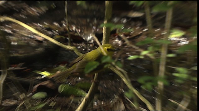 Hooded Warbler - ML404044