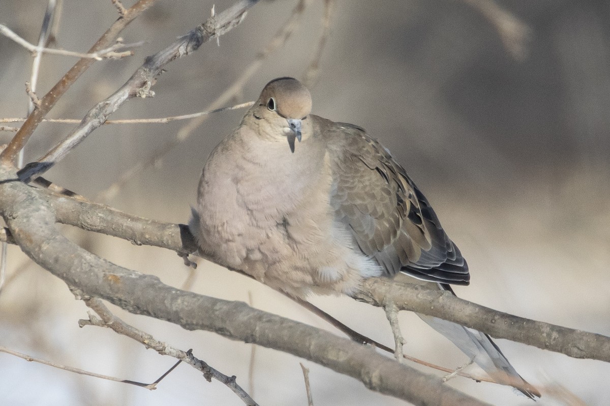 Mourning Dove - Stephen Hager