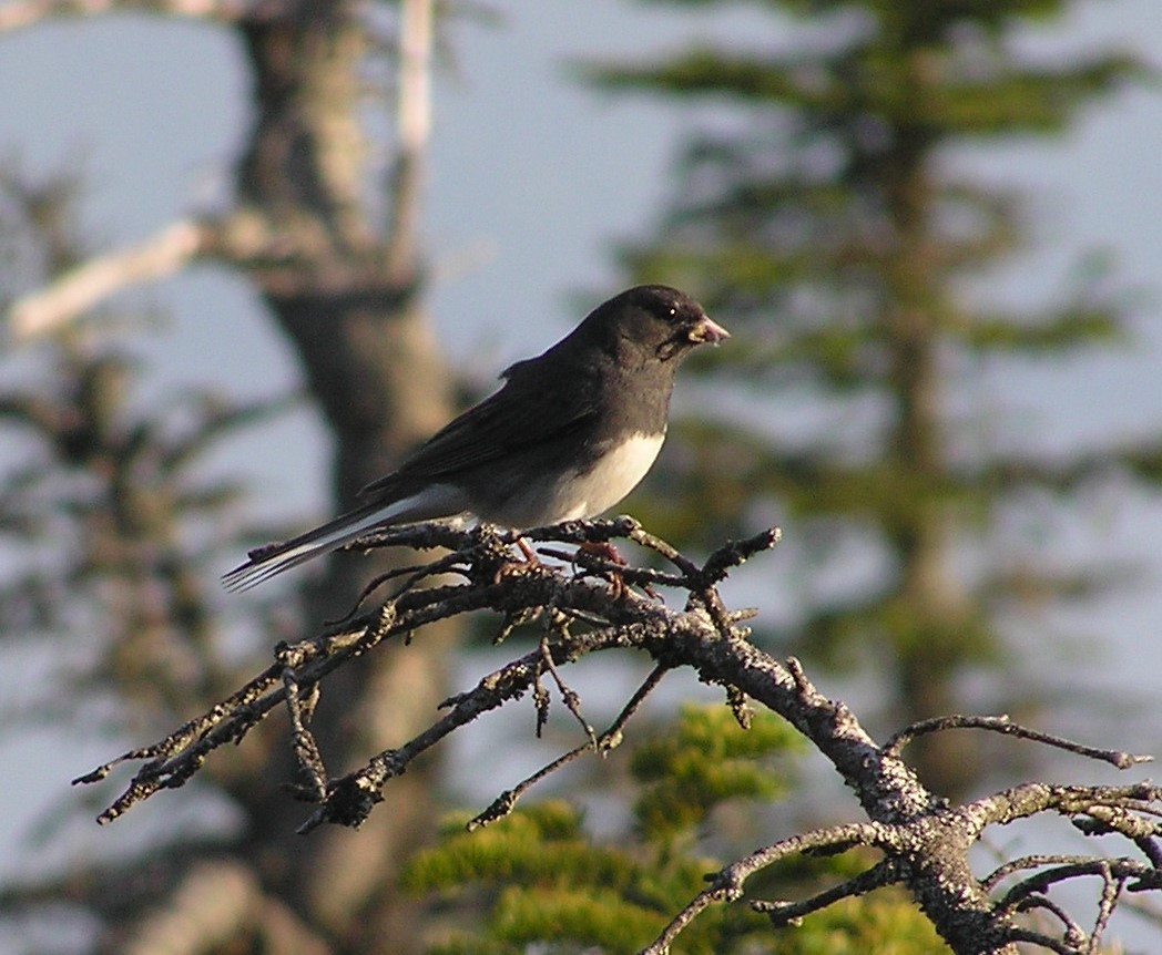 Dark-eyed Junco - ML40404631