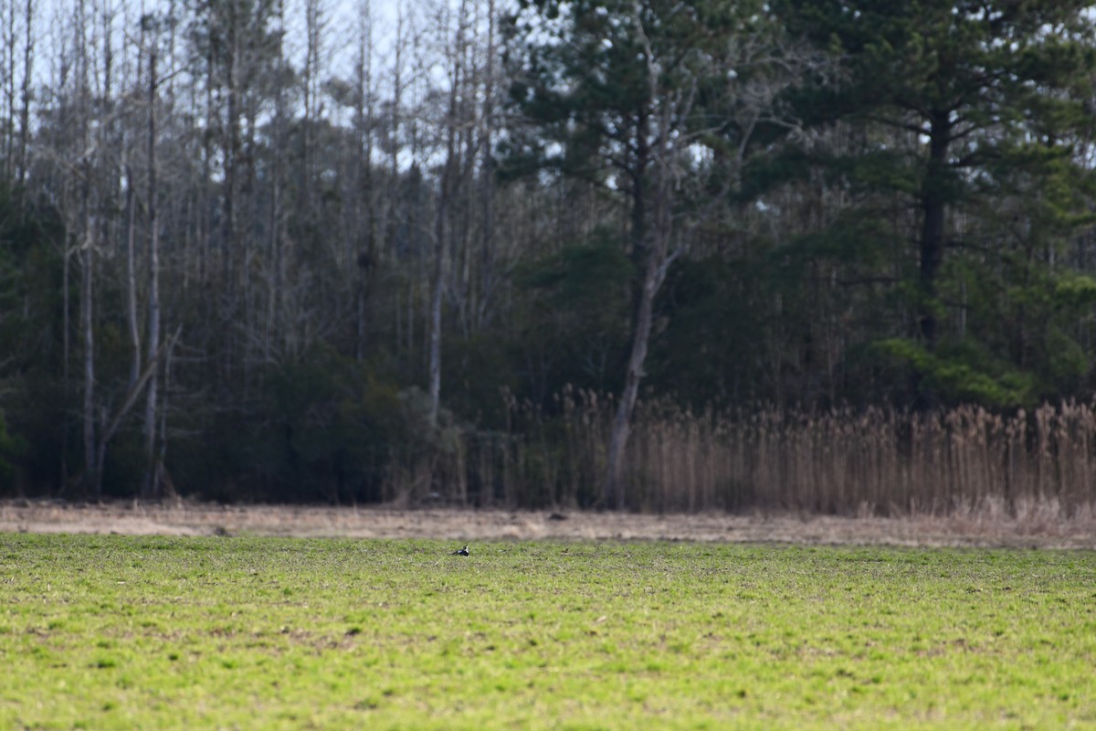 Northern Lapwing - Brian Bek