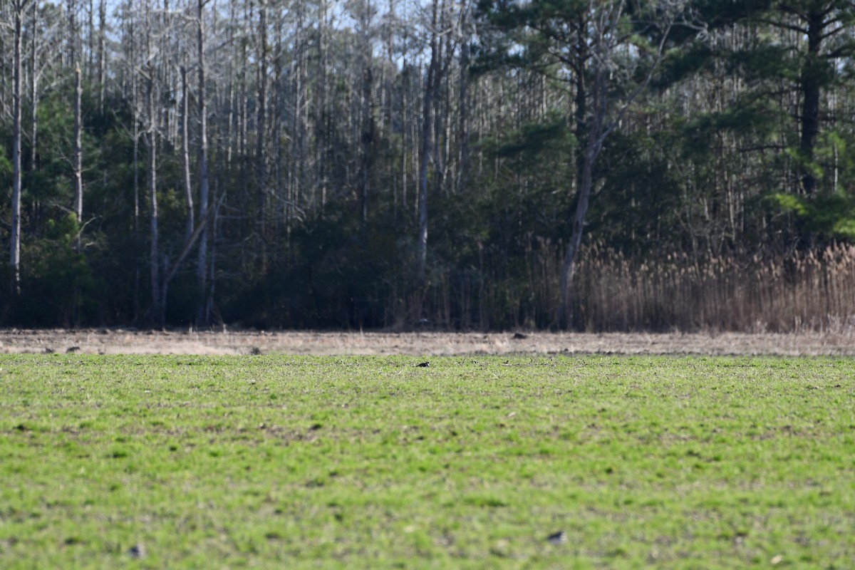 Northern Lapwing - ML404046651