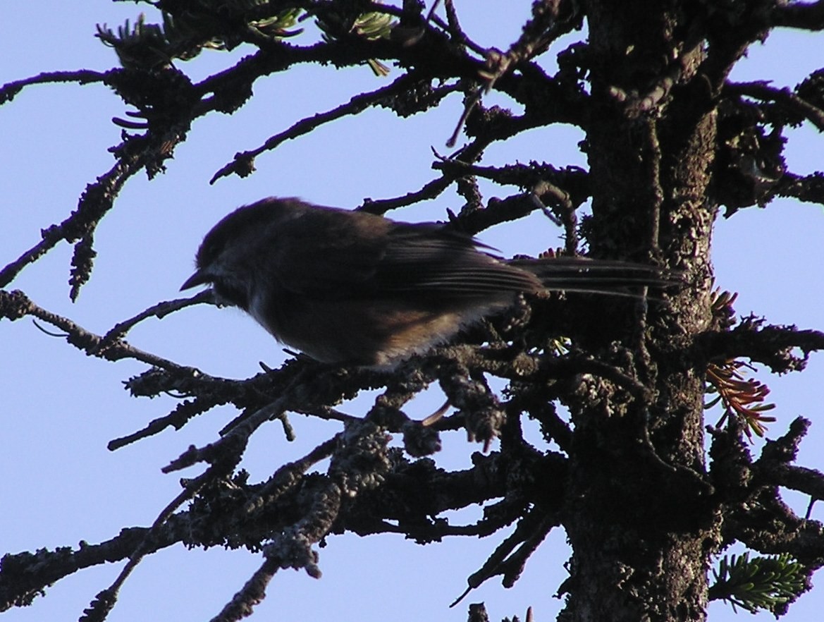 Boreal Chickadee - ML40404681