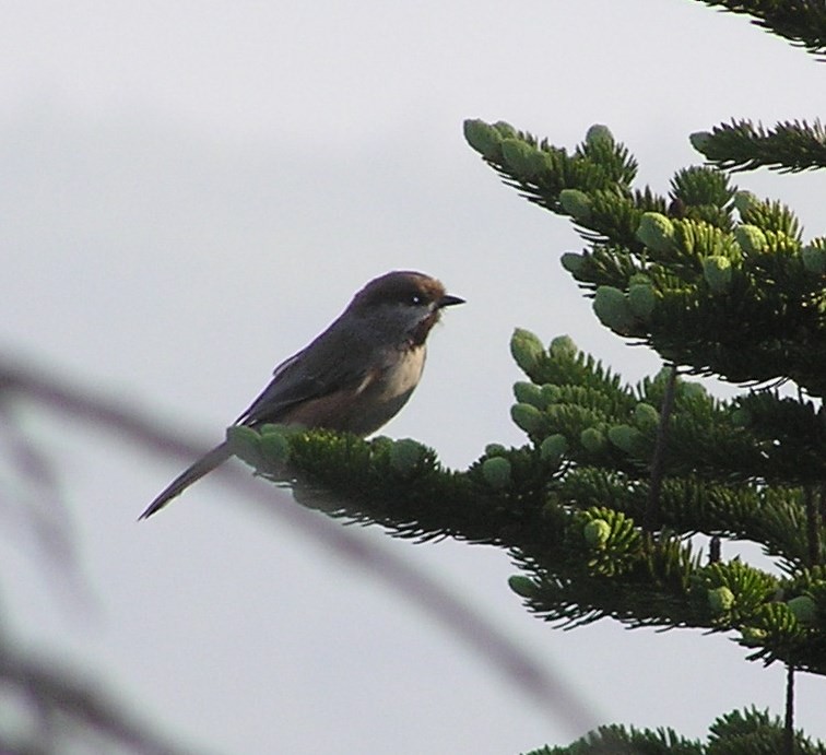 Boreal Chickadee - ML40404711