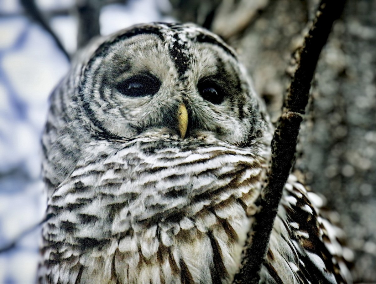 Barred Owl - ML404048591