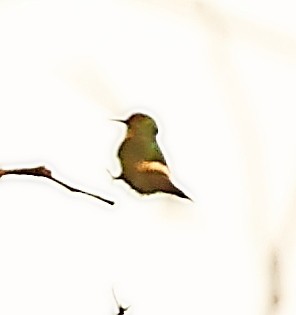 Tufted Coquette - Maciej  Kotlarski