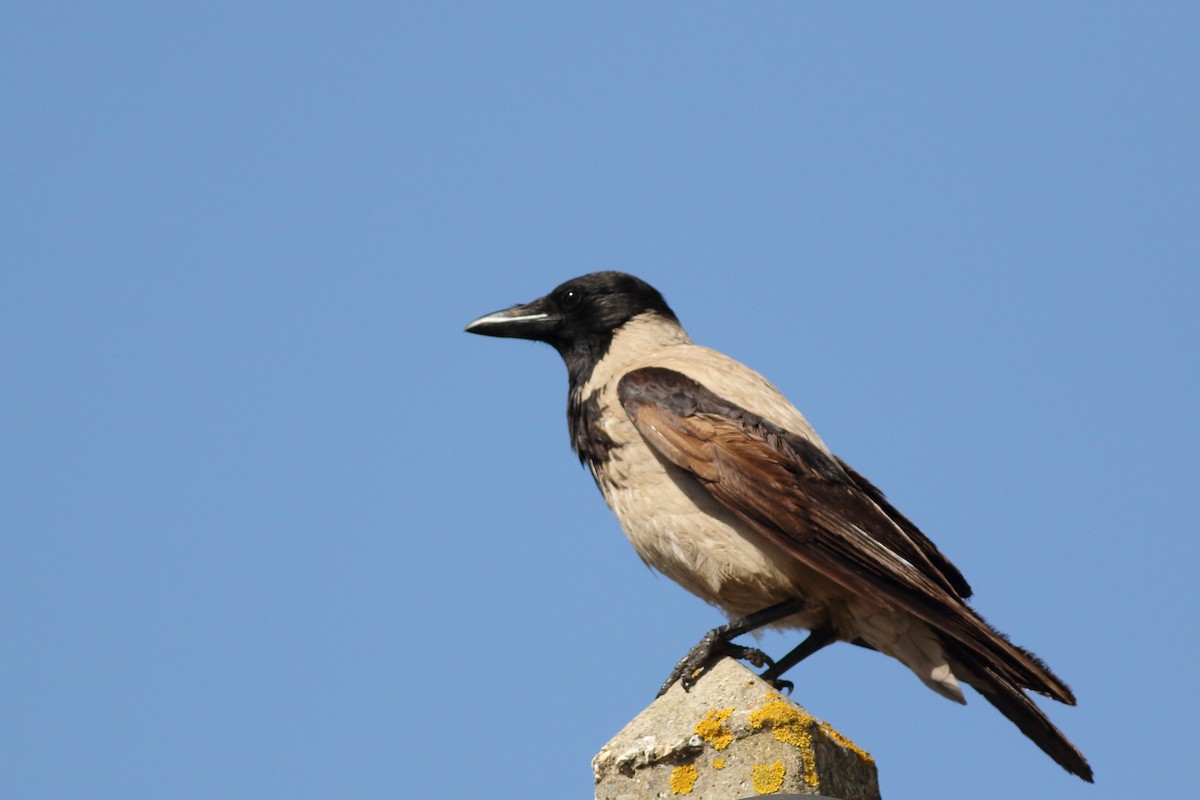 Hooded Crow - Sérgio Correia
