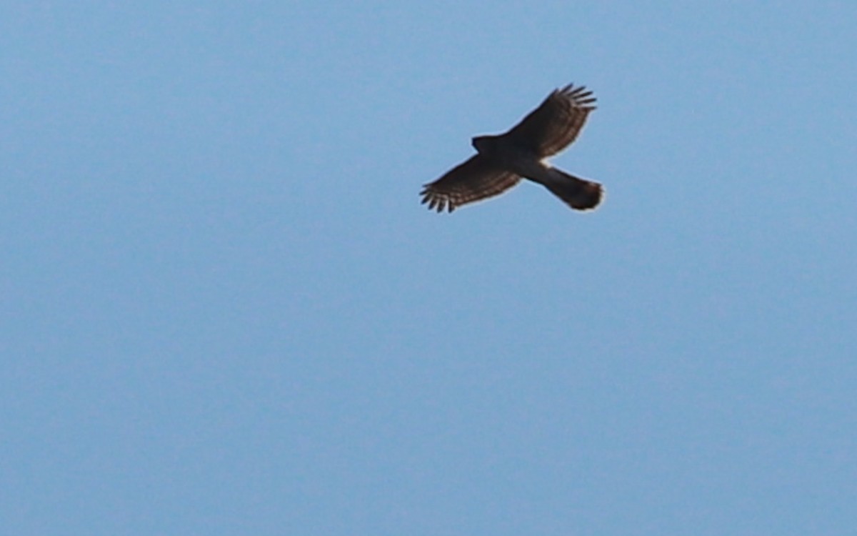 Cooper's Hawk - Anonymous