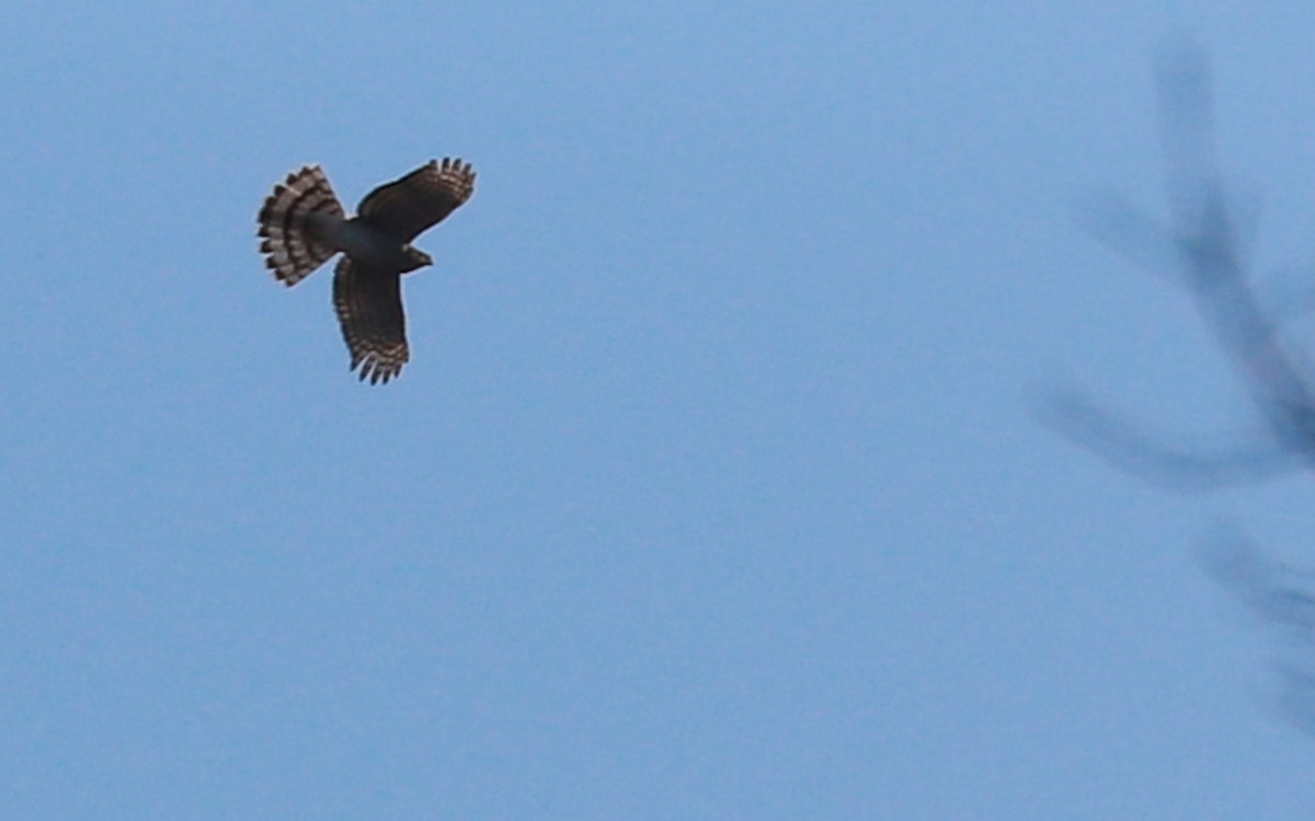 Cooper's Hawk - ML404054051