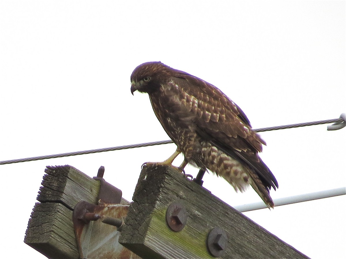 Red-tailed Hawk (calurus/alascensis) - Benjamin Murphy