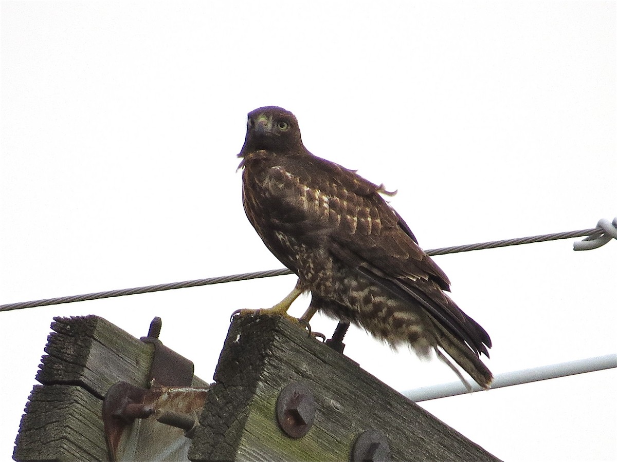 Red-tailed Hawk (calurus/alascensis) - Benjamin Murphy