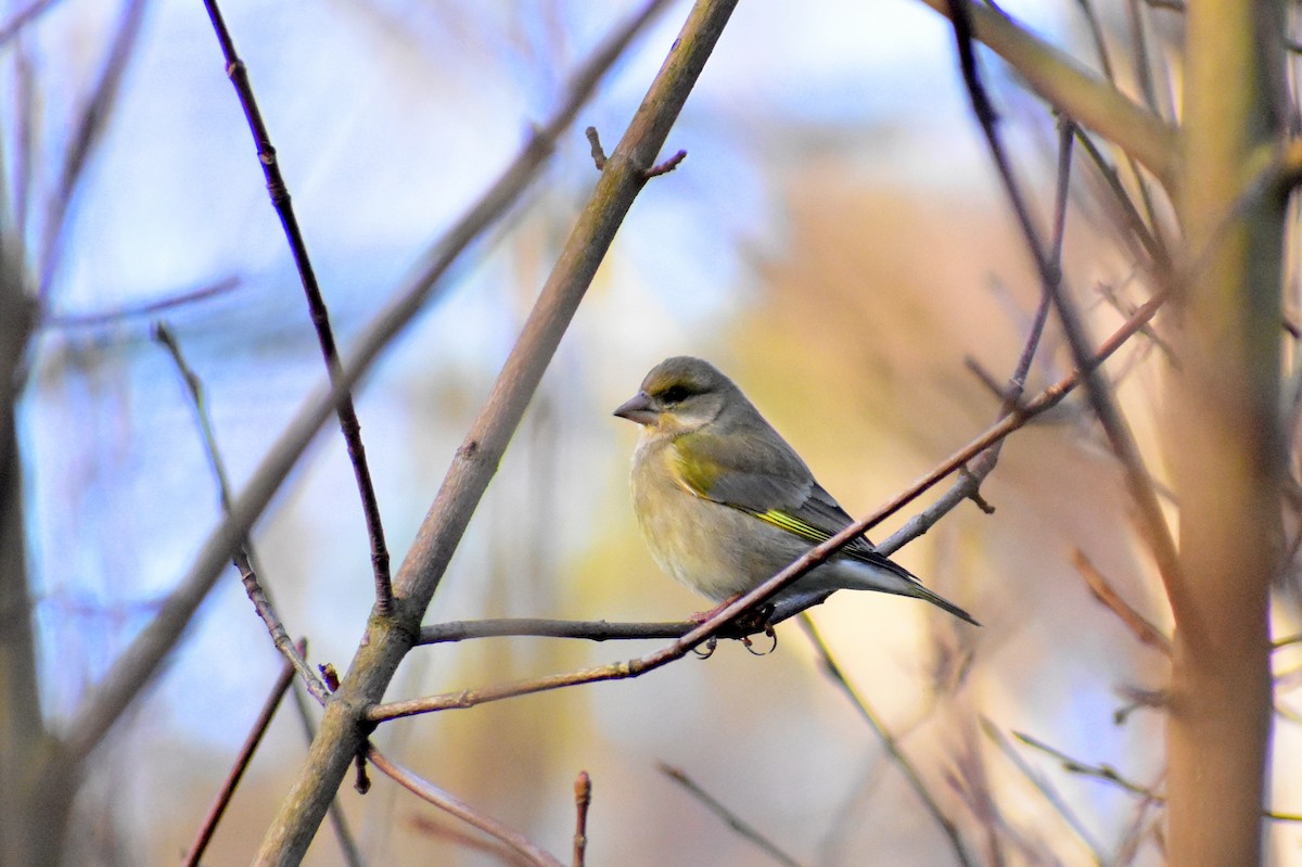 European Greenfinch - ML404058391