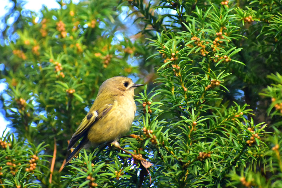 Goldcrest - ML404058411