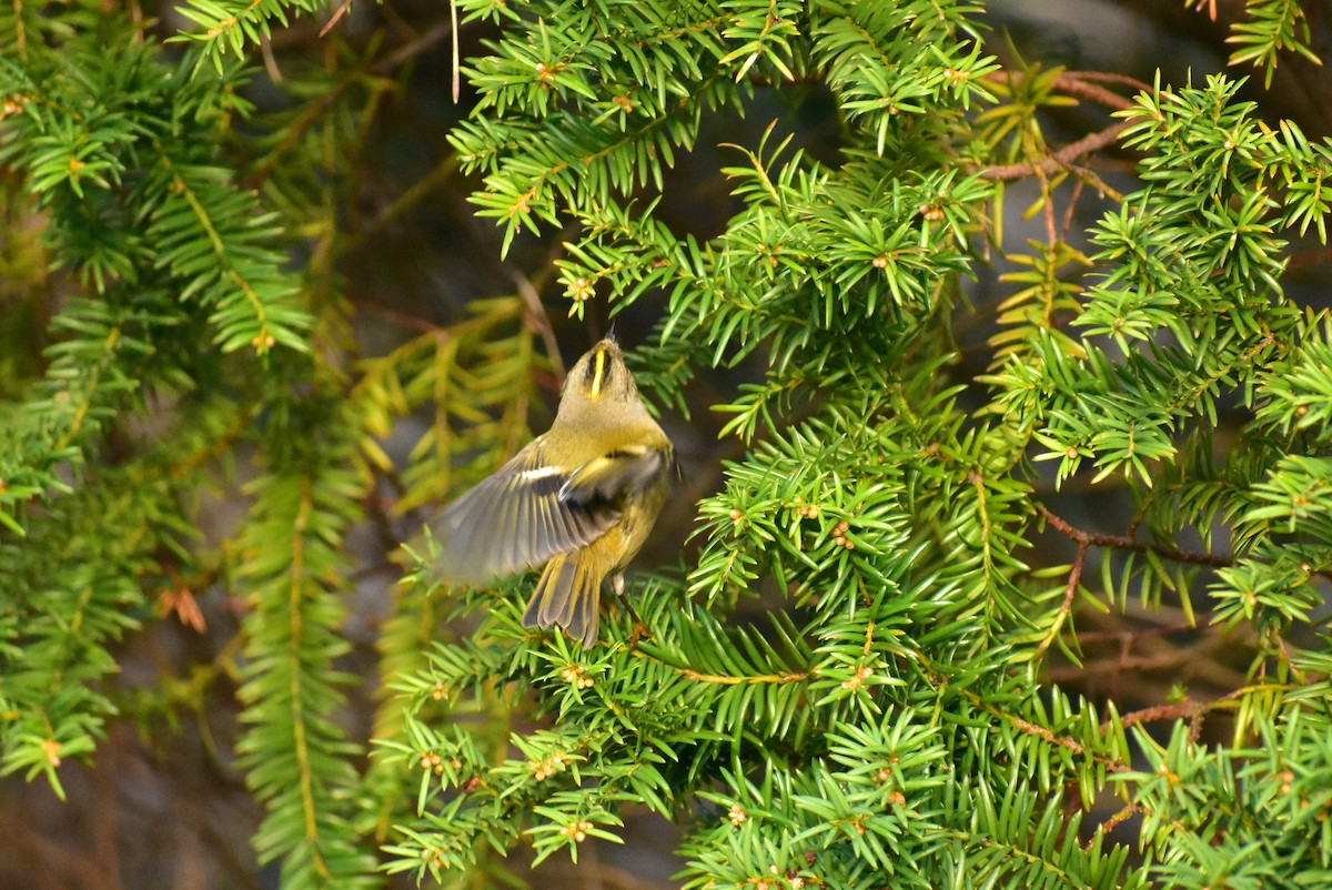 Goldcrest - ML404058461