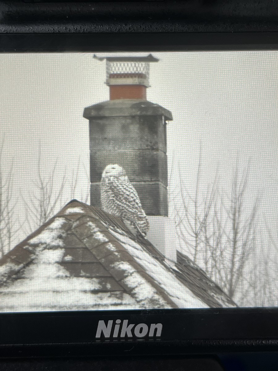 owl sp. - ML404058701