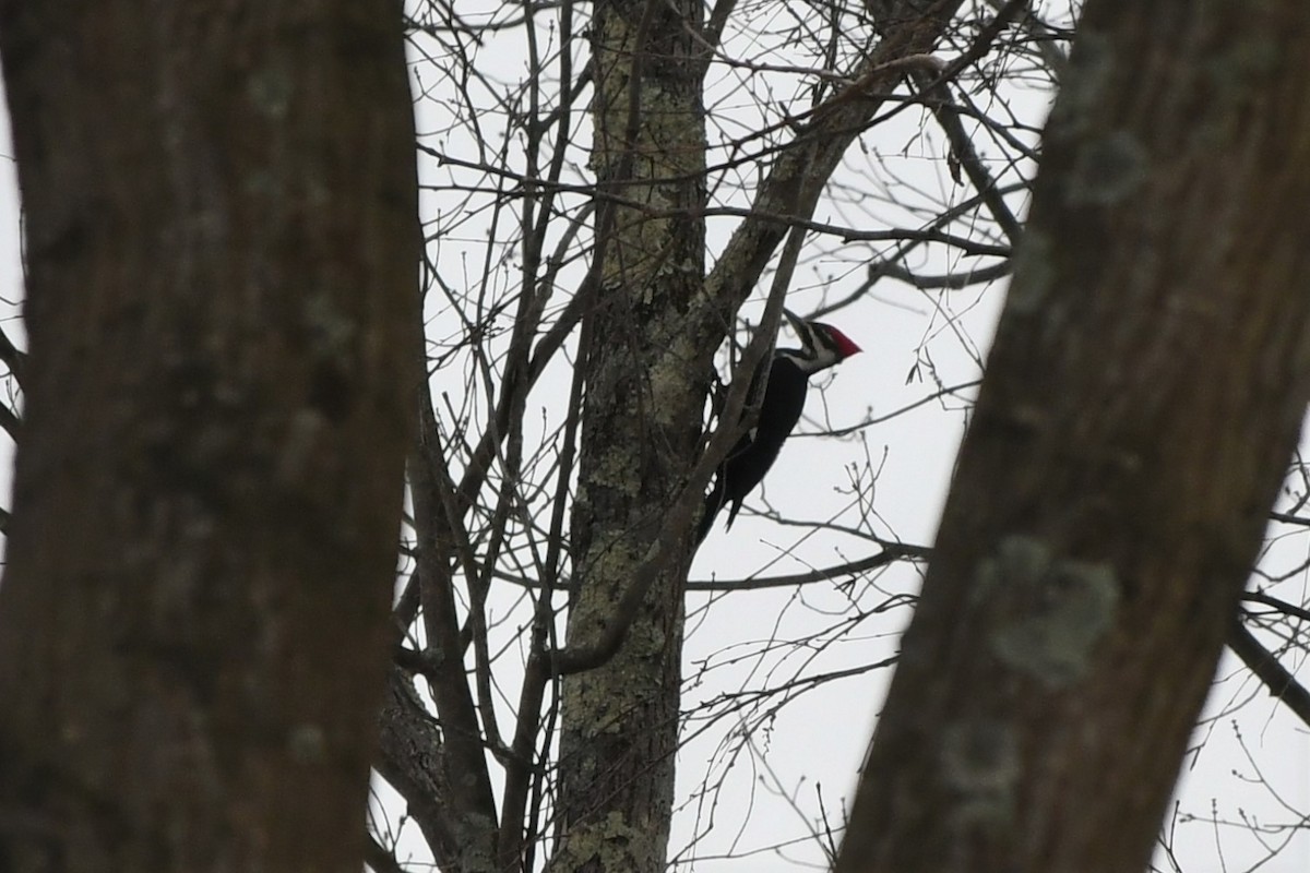 Pileated Woodpecker - ML404061541