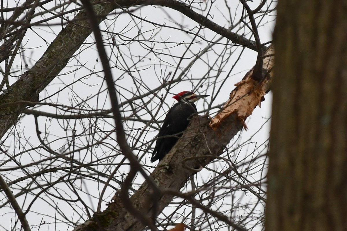 Pileated Woodpecker - ML404061581