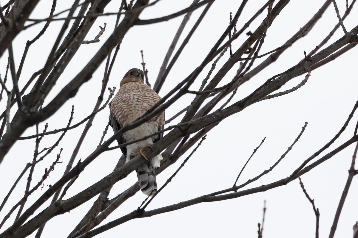 Cooper's Hawk - ML404063181