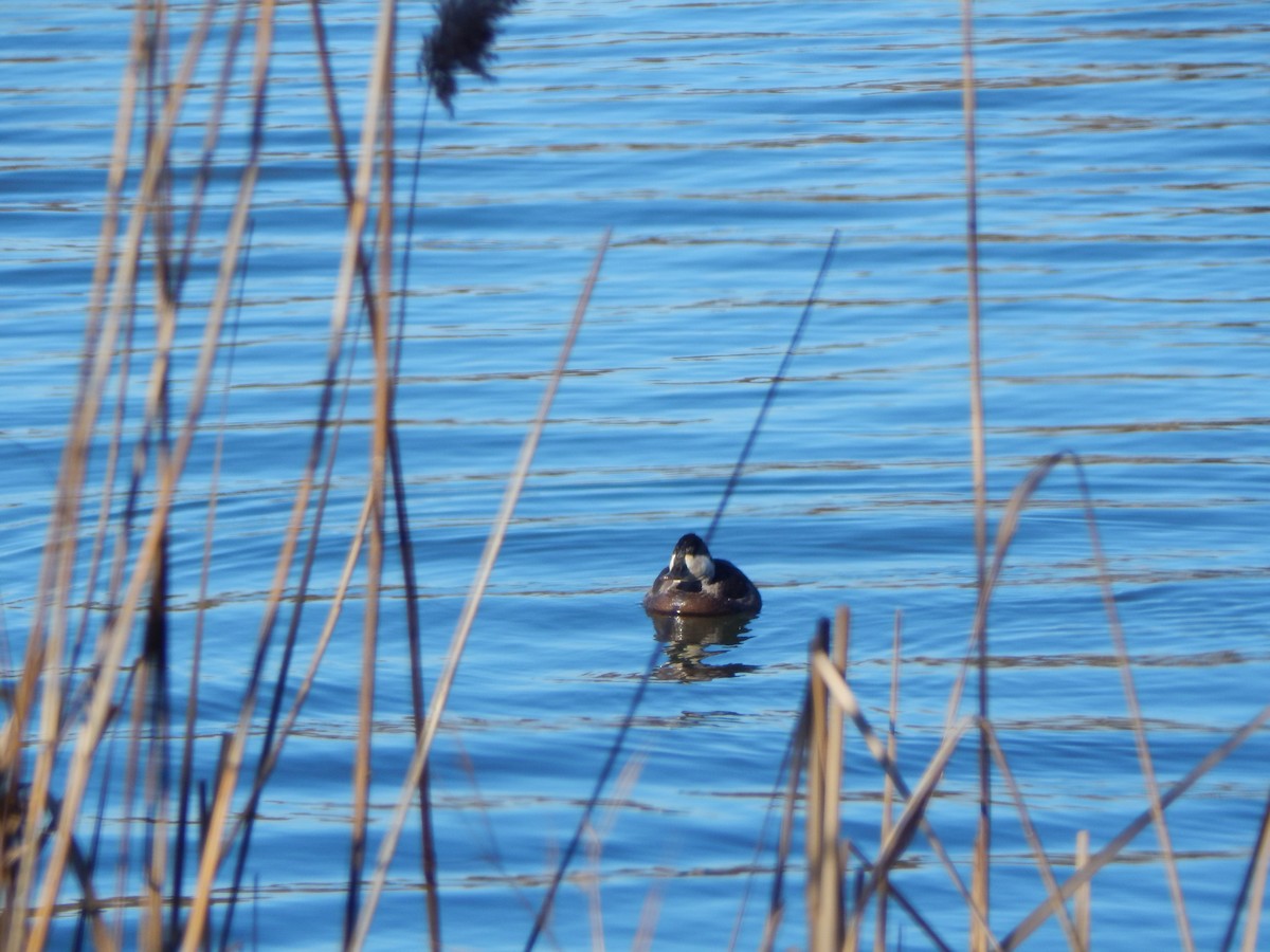 Ruddy Duck - ML404064451