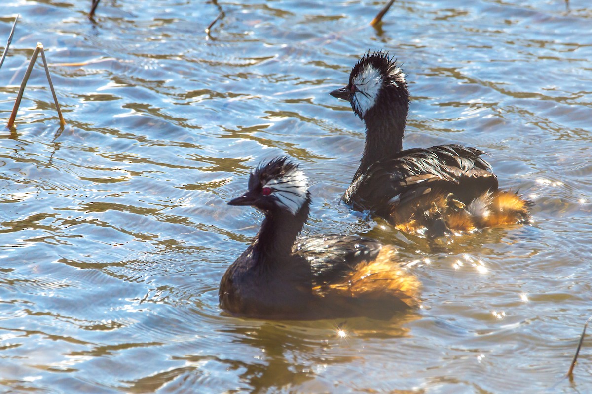 White-tufted Grebe - Roberto Dall Agnol