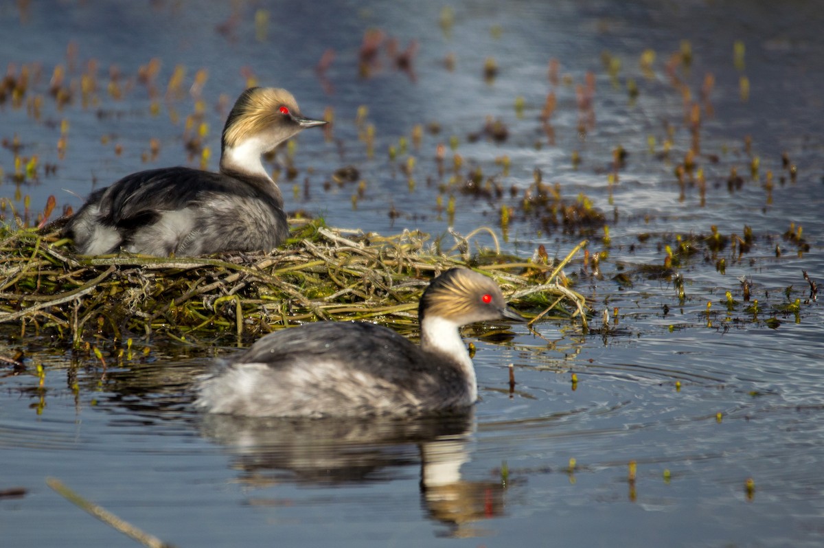 Silvery Grebe - ML404065431