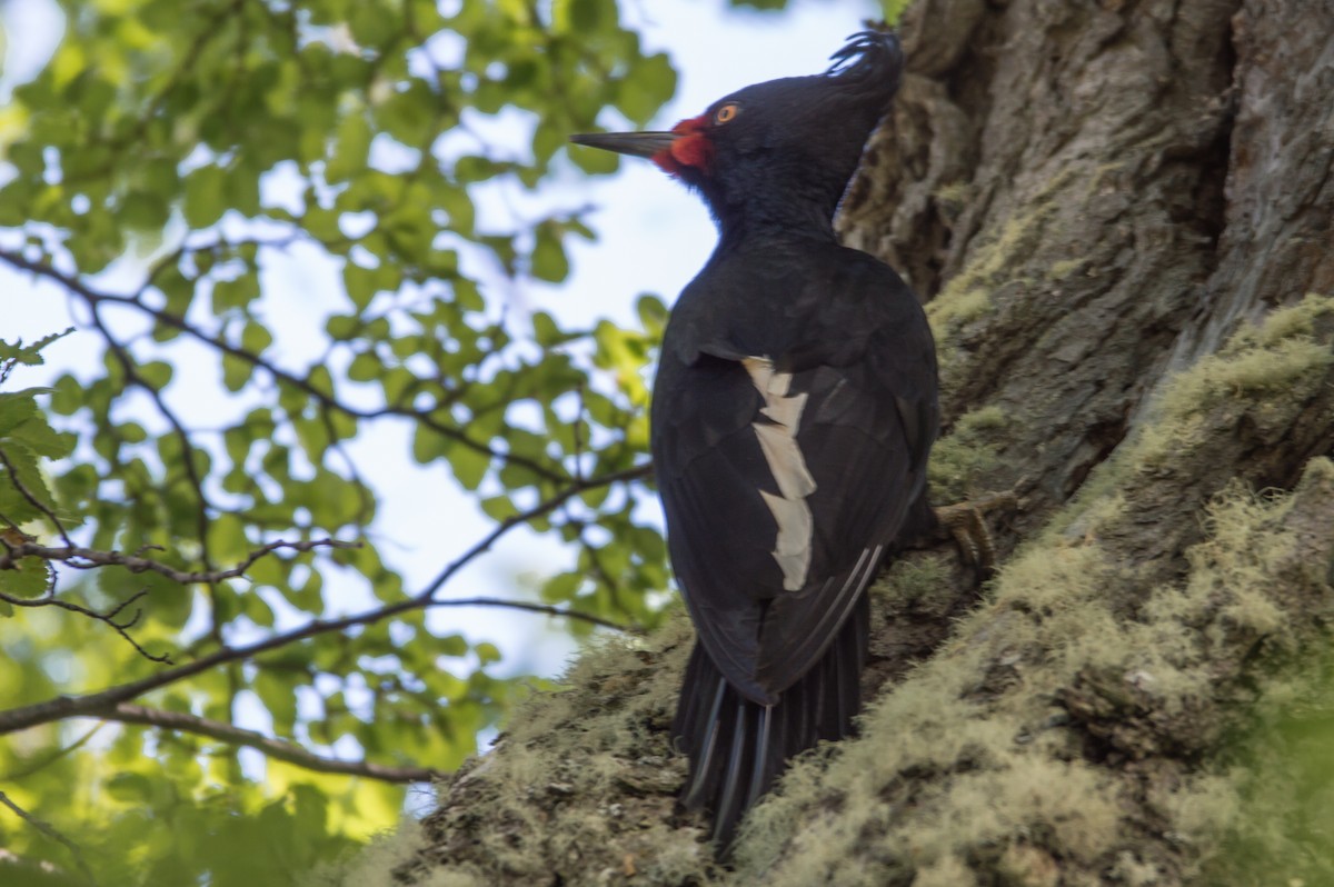 Magellanic Woodpecker - ML404065631