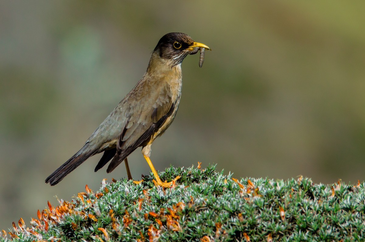 Austral Thrush - ML404065881