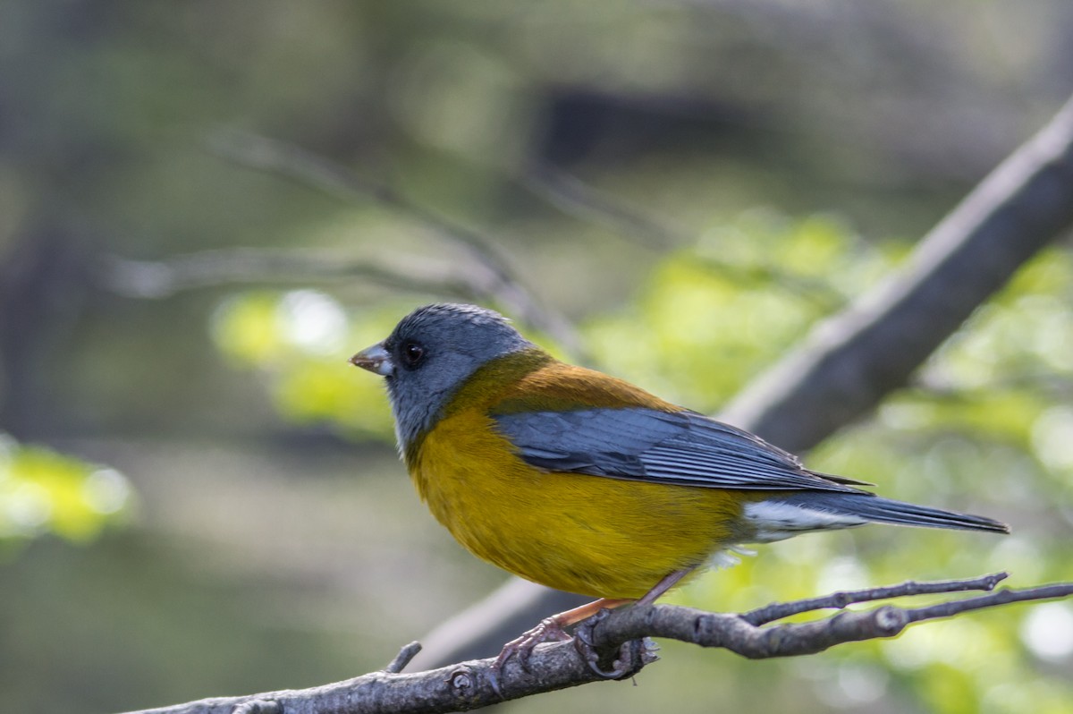 Patagonian Sierra Finch - ML404065951