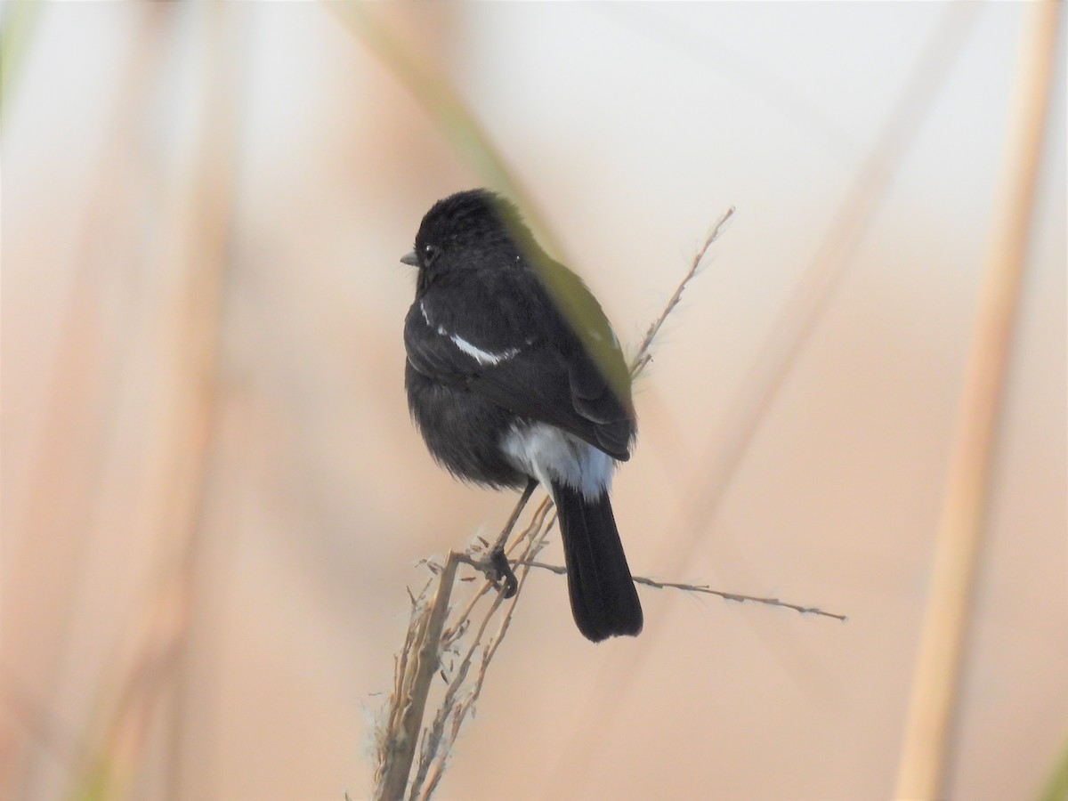 Pied Bushchat - ML404066081