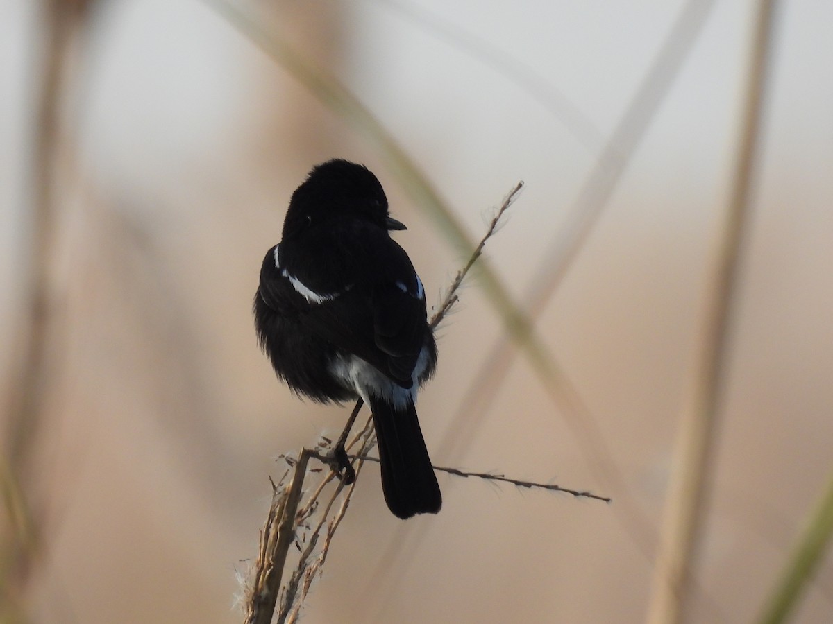 Pied Bushchat - ML404066101