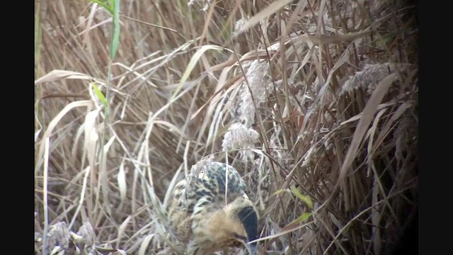 Great Bittern - ML404069411