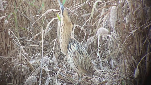 Great Bittern - ML404069671